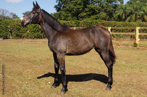 Portrait of a chestnut horse in a field