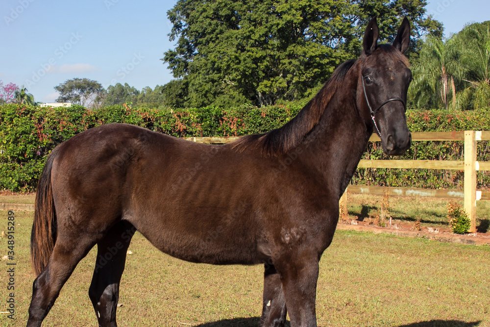 Portrait of a chestnut horse in a field Portrait of a chestnut horse in a field