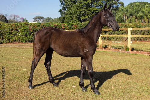 Portrait of a chestnut horse in a field