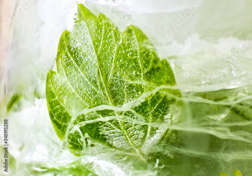 green leaf in ice close up