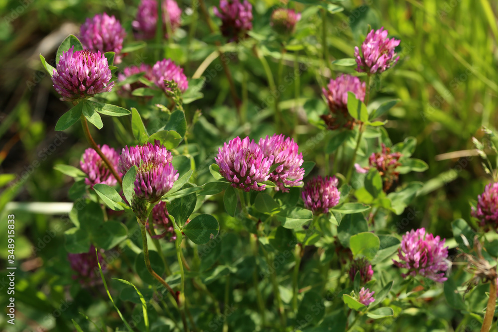 Clover flowers on blurred green meadow background Clover flowers on blurred green meadow background
