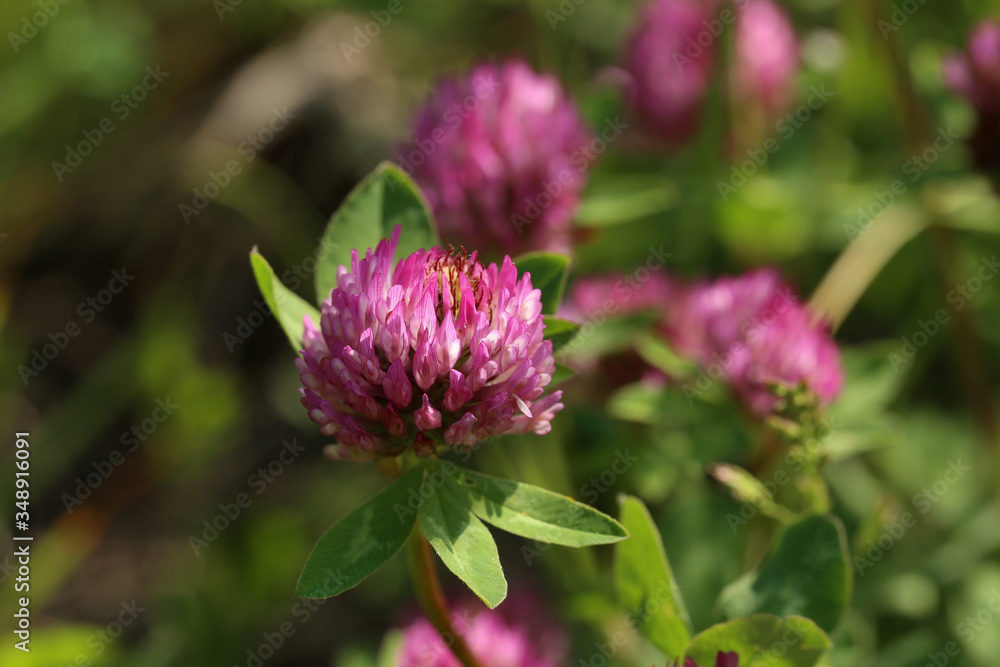 Clover flowers on blurred green meadow background Clover flowers on blurred green meadow background