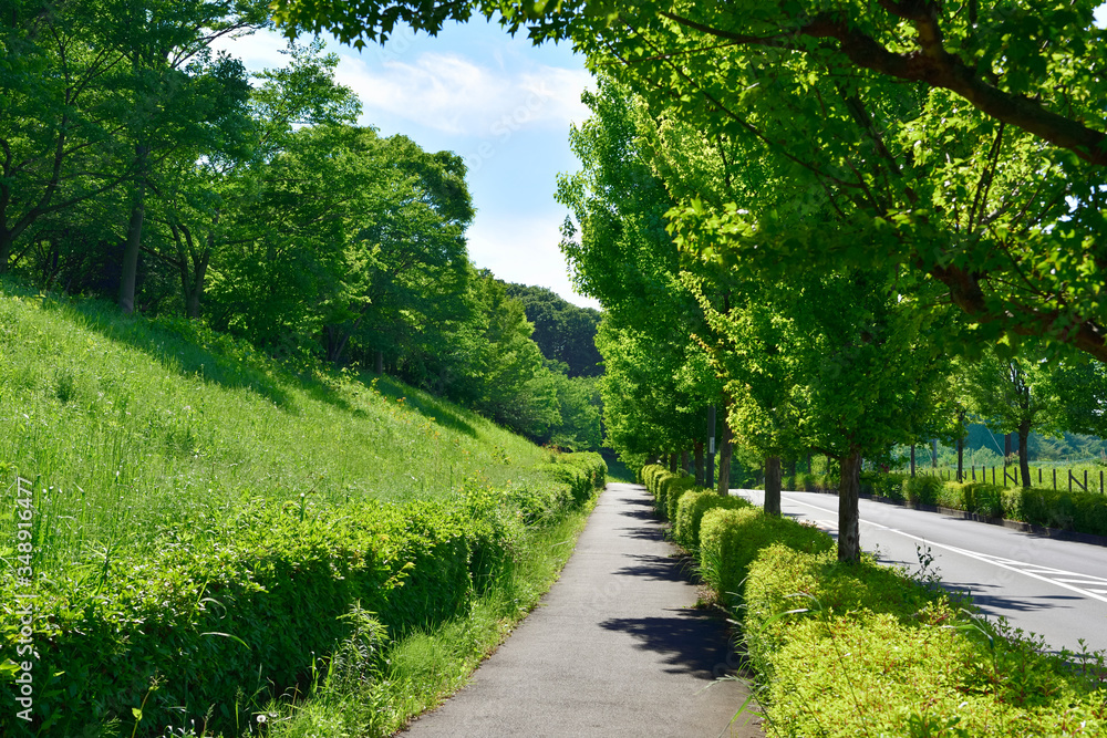 Fresh green road   新緑の道
