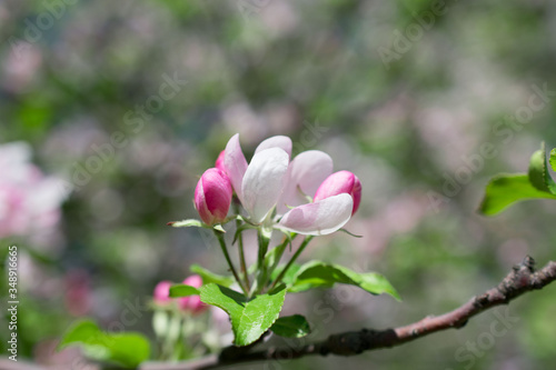 pink magnolia flowers © Альбина Ипатова