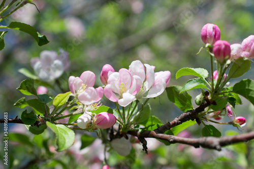 magnolia tree blossom © Альбина Ипатова