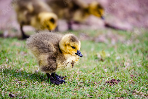 Newborn goslings in the springtime