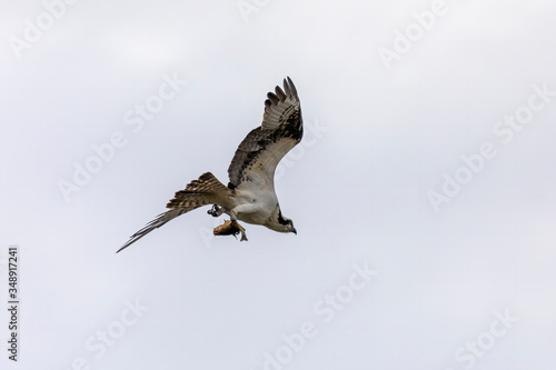 Western osprey with  caught fish in flight.Natural scene from USA