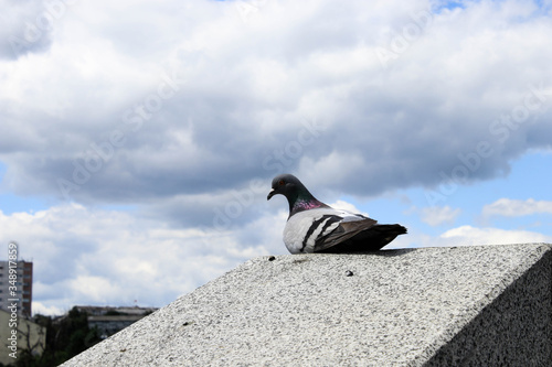 A dove sitting on a stone