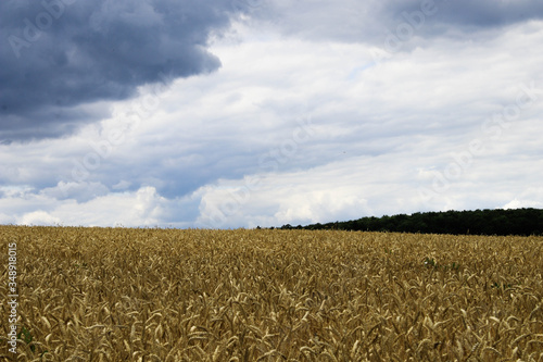 Large wheat field on sky background