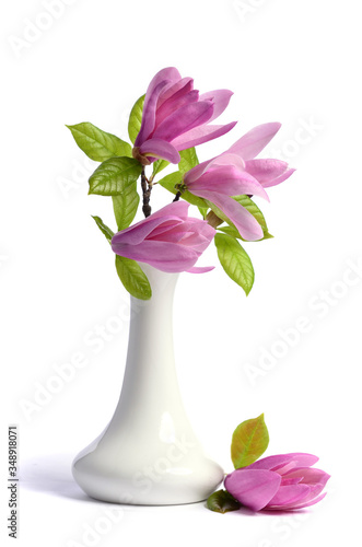 Beautiful tender purple magnolia closeup in a ceramic vase on a white background