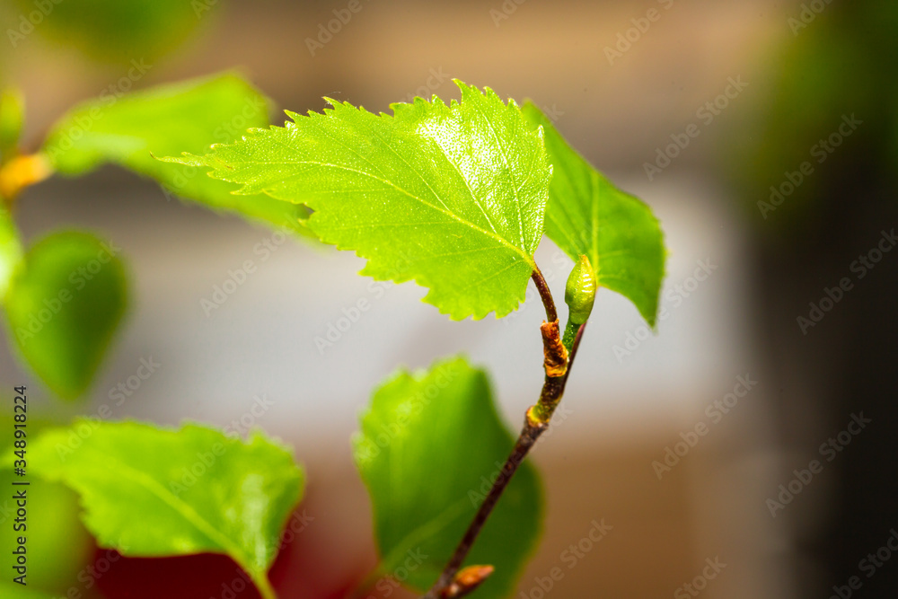 Fototapeta premium Young birch leaves. Macro photo.