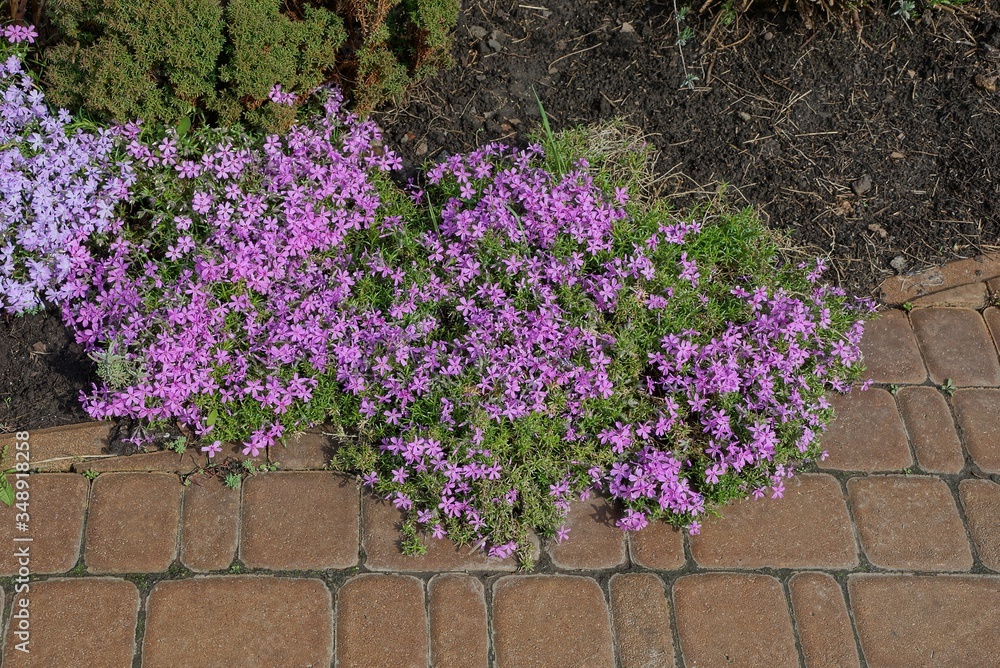 many small red flowers with ornamental plants on the stone brown sidewalk in the park many small red flowers with ornamental plants on the stone brown sidewalk in the park