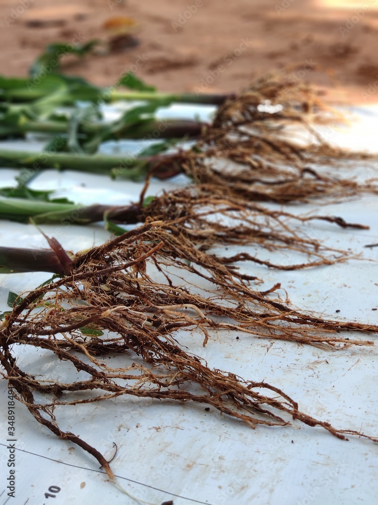 Obraz premium corn plants with roots in evidence