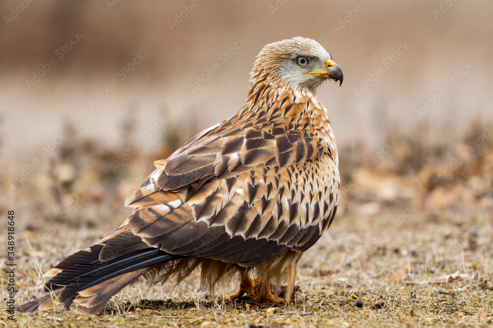 A selective focus of a red kite standing on the ground covered in the grass with a blurry background A selective focus of a red kite standing on the ground covered in the grass with a blurry background