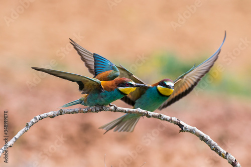 European Bee-eater, Merops apiaster, two individuals perched on a branch with open wings on a blurred background.