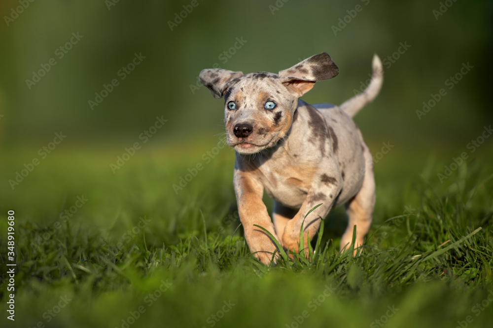 happy catahoula leopard dog puppy running outdoors in summer