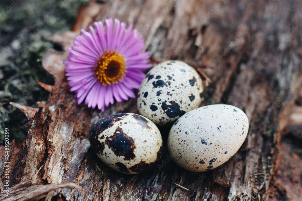 Obraz premium Wachteleier mit Blume