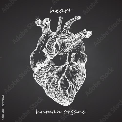 Heart. Realistic hand-drawn icon of human internal organs on chalkboard. Engraving art. Sketch style. Design concept for your medical projects post viral rehabilitation posters, tattoos.