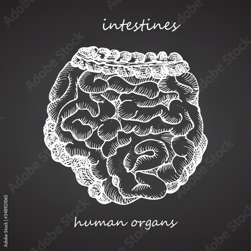 Intestines. Realistic hand-drawn icon of human internal organs on chalkboard. Engraving art. Sketch style. Design concept for your medical projects post viral rehabilitation posters, tattoos.