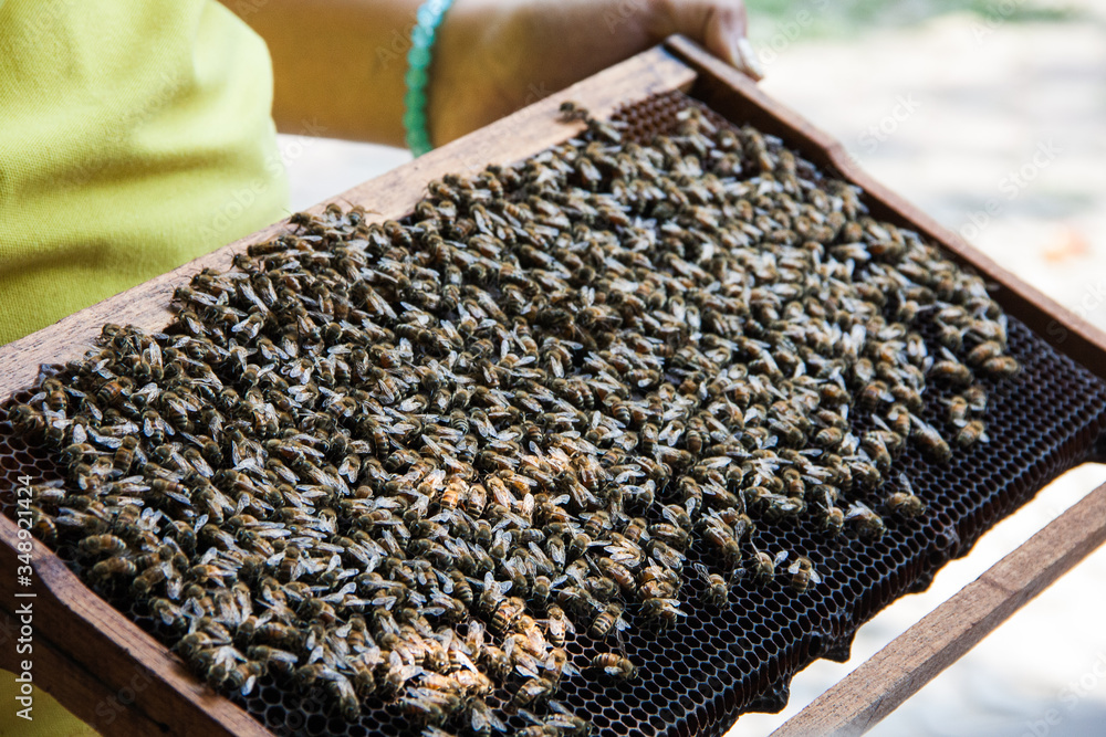 The beekeeper holds a honey cell with bees in his hands. Apiculture. Apiary The beekeeper holds a honey cell with bees in his hands. Apiculture. Apiary