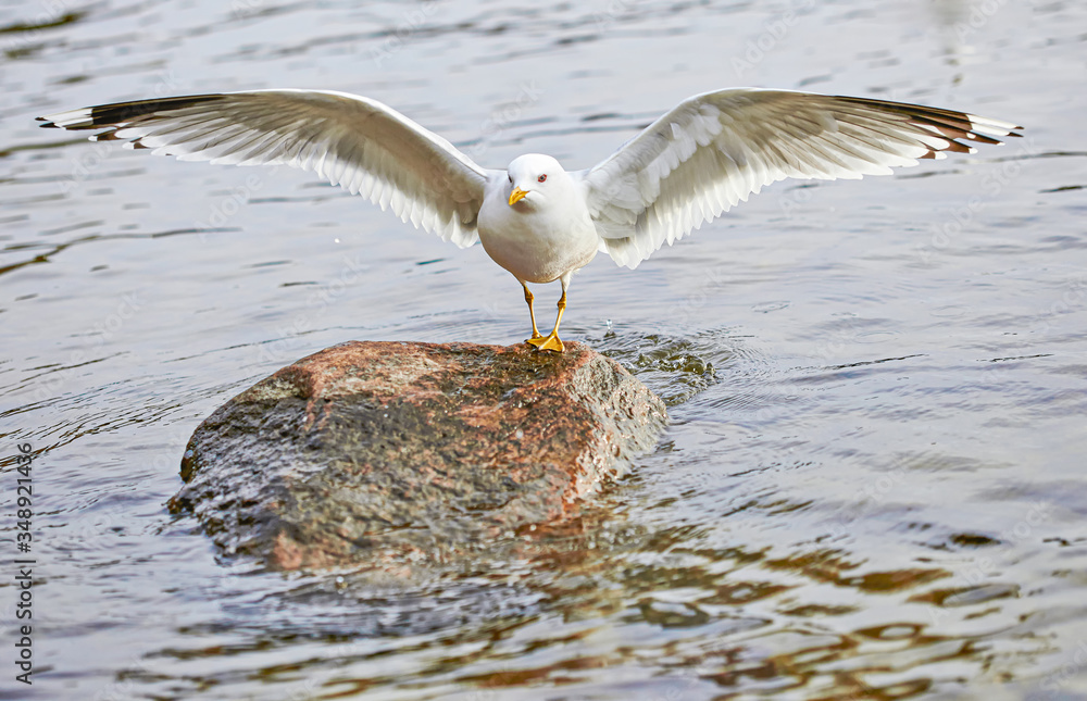 A large seagull on a stone in the middle of the sea. Bird spread its wings A large seagull on a stone in the middle of the sea. Bird spread its wings