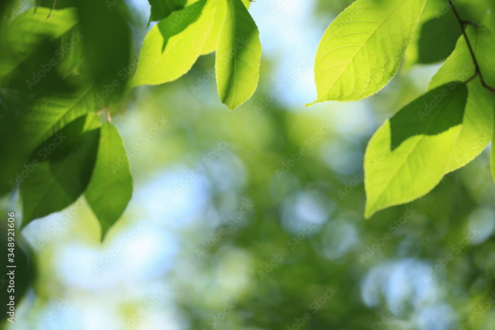Blurred nature background, green leaves in sunlight