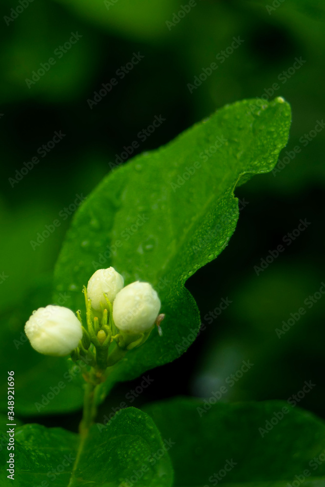 flowers in raining season, water drop on flowers after rain. flowers in raining season, water drop on flowers after rain.