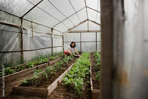 smiling middle-aged woman is in the greenhouse and picks parsley and onions,a woman in a greenhouse sits in a large greenhouse and collects radishes,growing vegetables in a greenhouse,