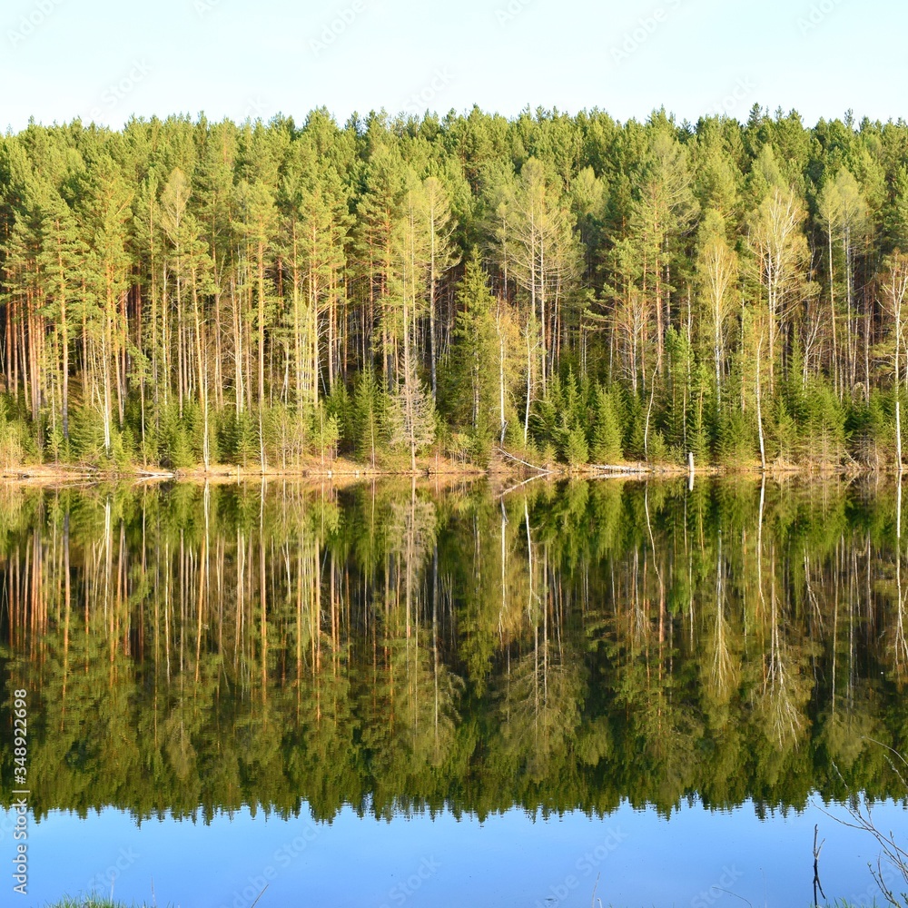 
Trees on the lake and reflection of trees in the lake water