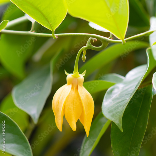 climbing ylang-ylang, climbing ilang-ilang, manorangini, hara-champa , ylang ylang flower blooming on vine photo