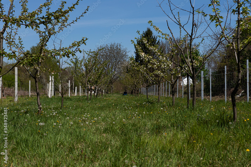 Blooming trees in orchard. Flowering concept in spring