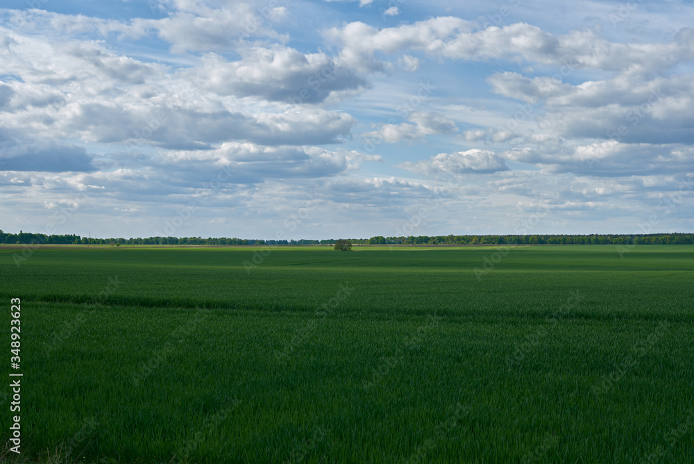 Fototapeta premium green field and blue sky