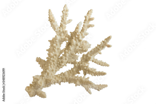 Fototapeta Naklejka Na Ścianę i Meble -  White large branchy sea coral on a white background for