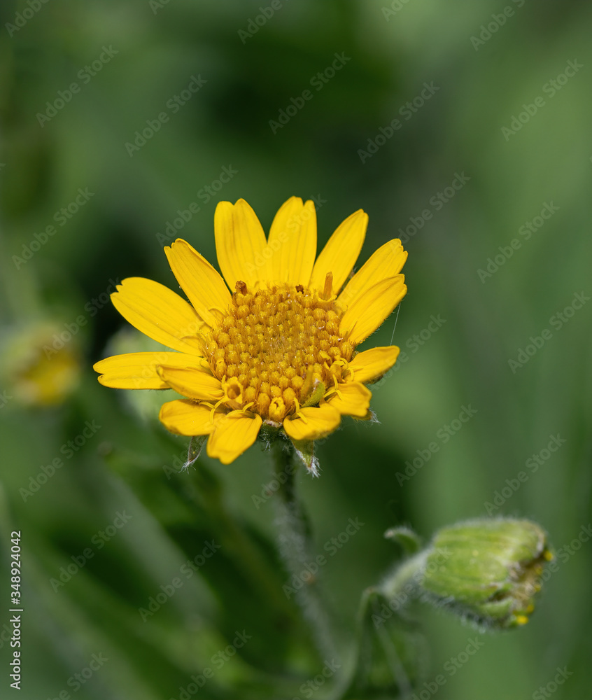 Close view of yellow Arnica(Arnica Montana) herb blossom.Shallow depth of field Close view of yellow Arnica(Arnica Montana) herb blossom.Shallow depth of field