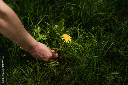 woman picks a camomile,closeup hand picking daisy flower,yellow daisy flower,healing chamomile,woman blows dandelion