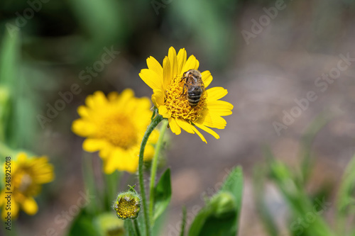 Wallpaper Mural Close view of yellow Arnica(Arnica Montana) herb blossom.Shallow depth of field Torontodigital.ca