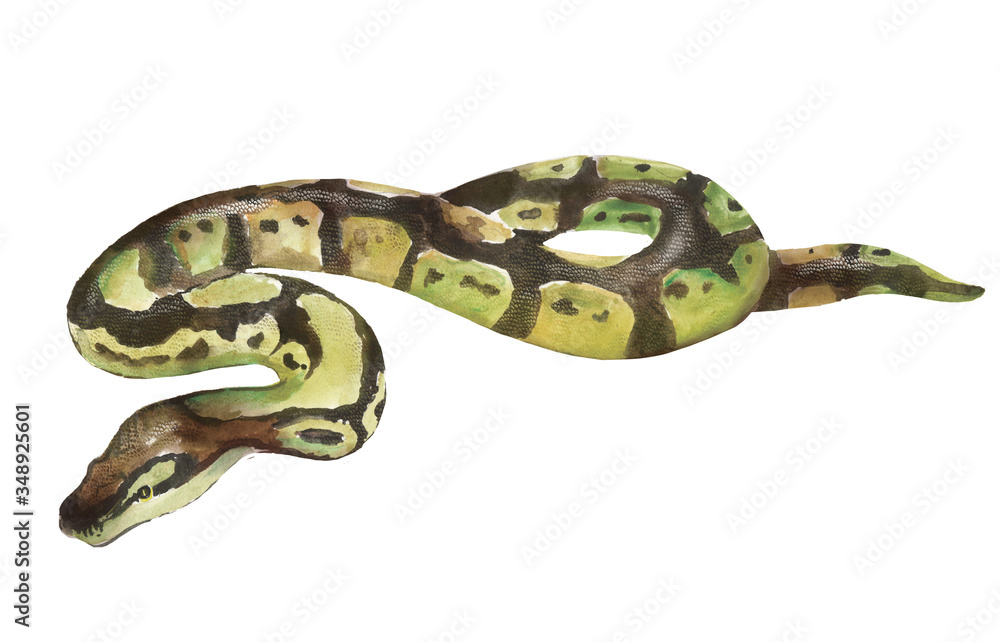 Naklejka premium Watercolor illustration of a snake, python, pet, reptile.