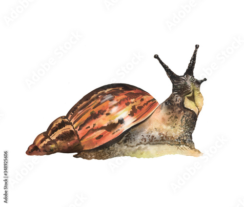 Watercolor illustration of an Achatina snail, pet