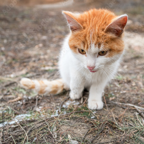 Portrait of a red and white kitten sitting in front of the camera