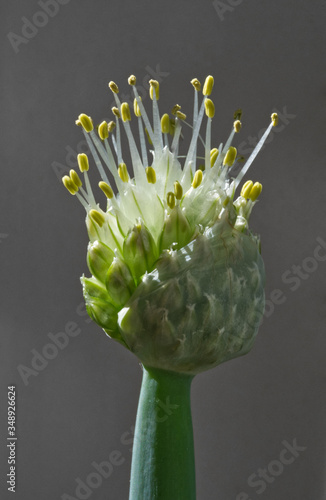 Winterheckenzwiebel - Blüte