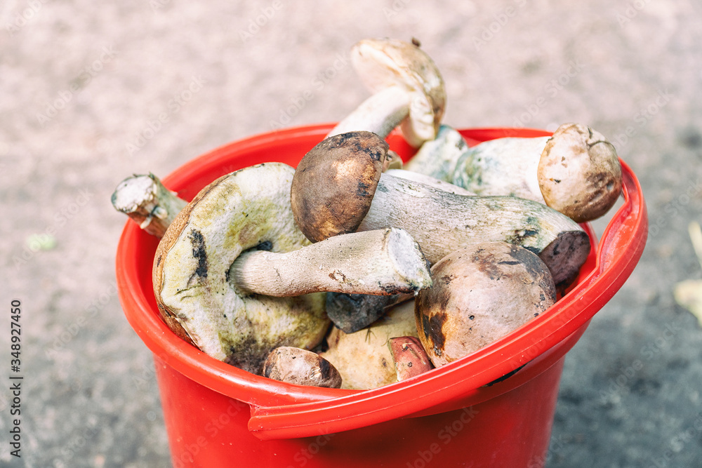 Wild boletus mushrooms in a red bucket. Selective Focus Wild boletus mushrooms in a red bucket. Selective Focus