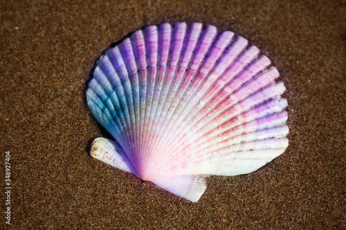 Scallop seashell ocean mollusk