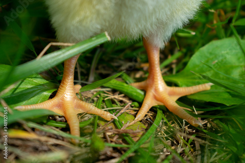a chick's feet in the grass