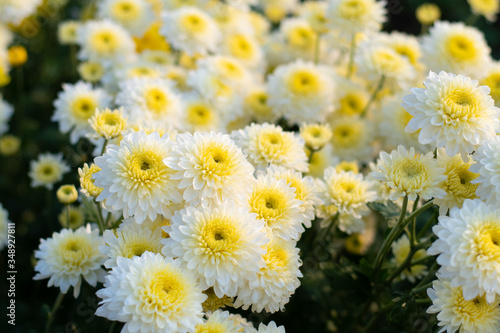 Chrysanthemums bloom in the autumn garden.