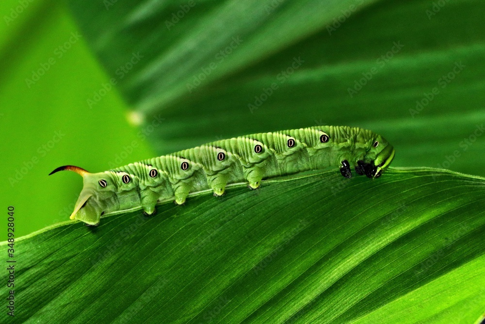 green caterpillar on a leaf green caterpillar on a leaf