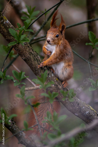 squirrel in Lithuanian woods