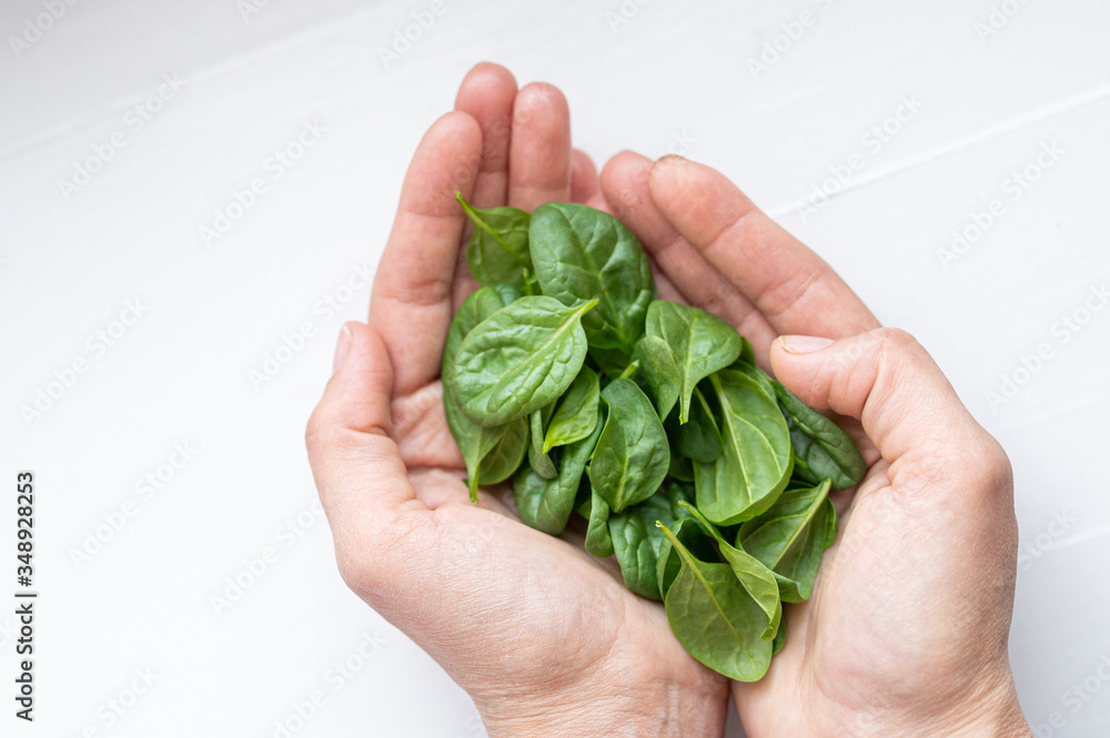 Eco-friendly spinach in the hands