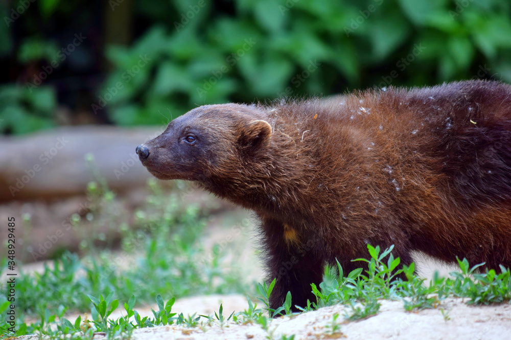 Fototapeta premium Siberian Wolverine Portrait in Nature