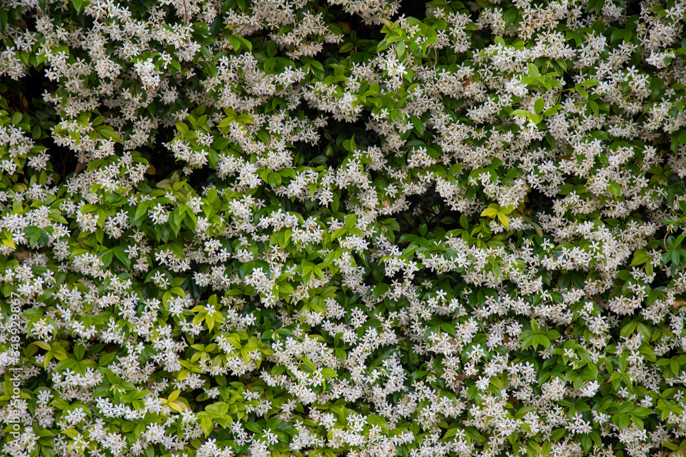 beautiful flowers blooming in spring beautiful flowers blooming in spring