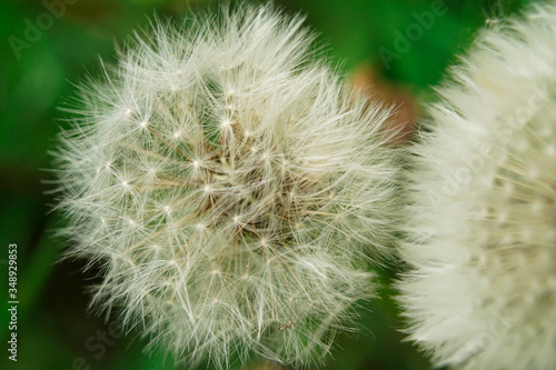 Macro shot of a white dandelion